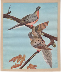 vintage and antique bird prints